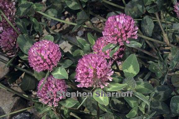 trifolium pratense 2 graphic